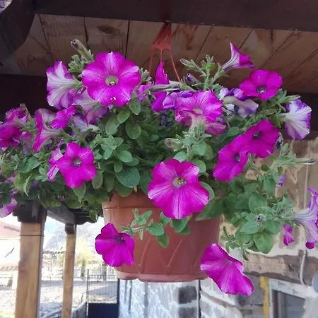 Semana Konukevi Vrata